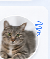 ブレた猫の写真